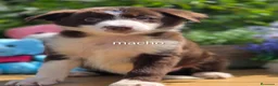 Border Collie perros en venta: Border collie chocolate  - Anuncio 1