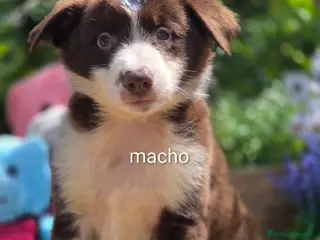 Border Collie perros Border collie chocolate - Anuncio 1
