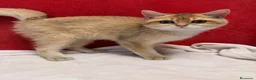 Británico de Pelo Corto gatos en venta: Precioso British Golden dorado - Anuncio 5