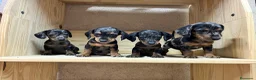 Teckel perros en venta: Teckel Arlequin  - Anuncio 1