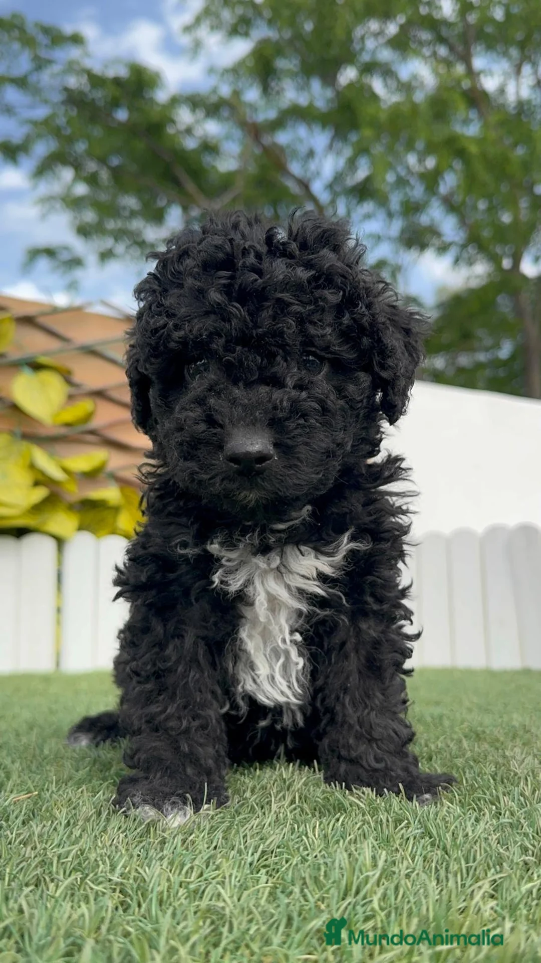 Perro de Agua Español perros en venta: PERRO DE AGUA-LISTO PARA ENTREGAR - Anuncio 2