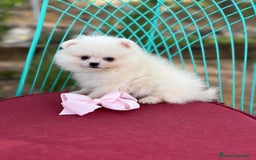Pomerania perros en venta: Pomerania listos para entregar  - Imagen 3
