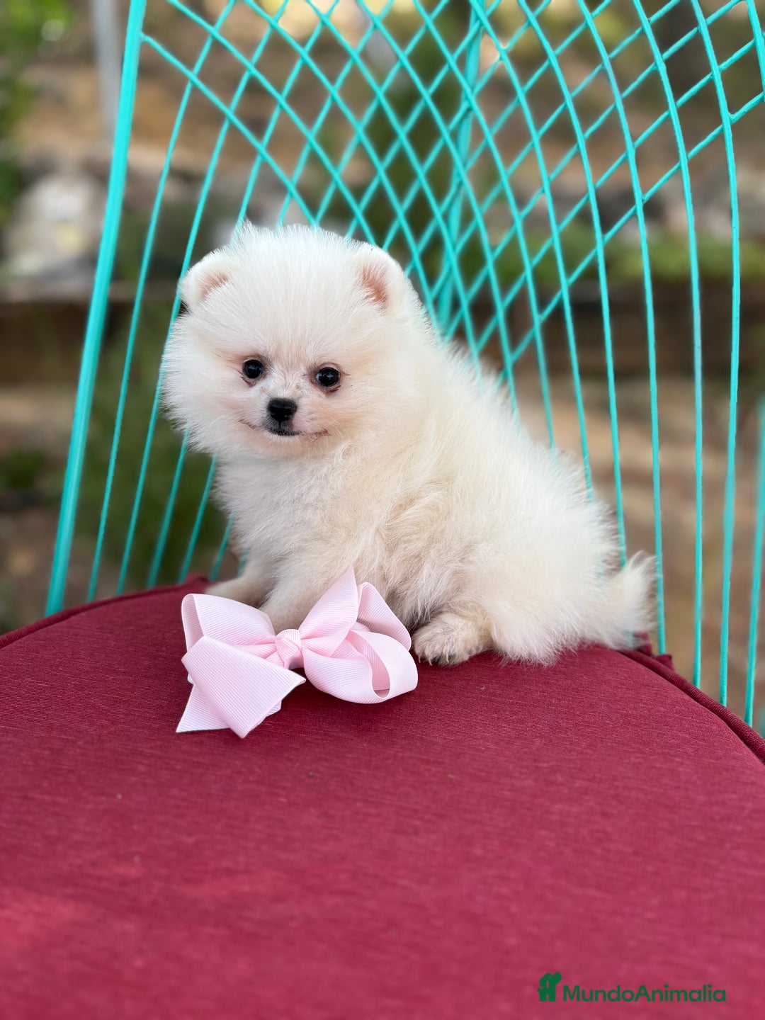 Pomerania perros en venta: Pomerania listos para entregar  - Imagen 3