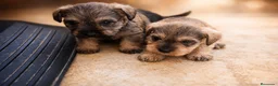 Schnauzer Miniatura perros en venta: Camada Luna Schnauzer - Anuncio 1