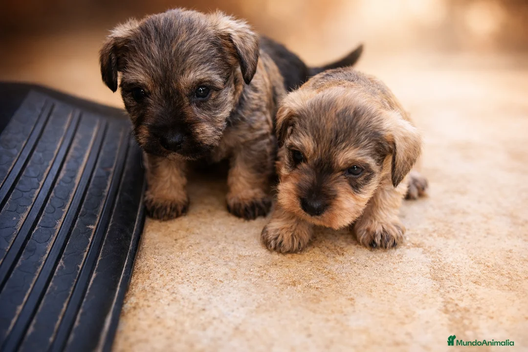 Schnauzer Miniatura perros en venta: Camada Luna Schnauzer - Anuncio 1