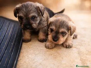 Schnauzer Miniatura perros Camada Luna Schnauzer - Anuncio 2