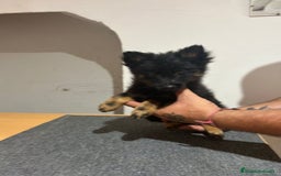 Pomerania perros en venta: Pomerania  - Imagen 6