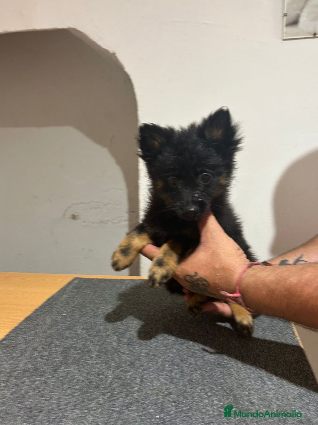 Pomerania perros en venta: Pomerania  - Imagen 6