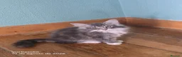 Bosque de Noruega gatos en venta: Bosque de Noruega gatitos disponibles. - Anuncio 3