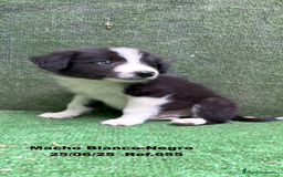 Border Collie perros en venta: BORDER COLLIE DE VILLA BIZNAGA - Imagen 6