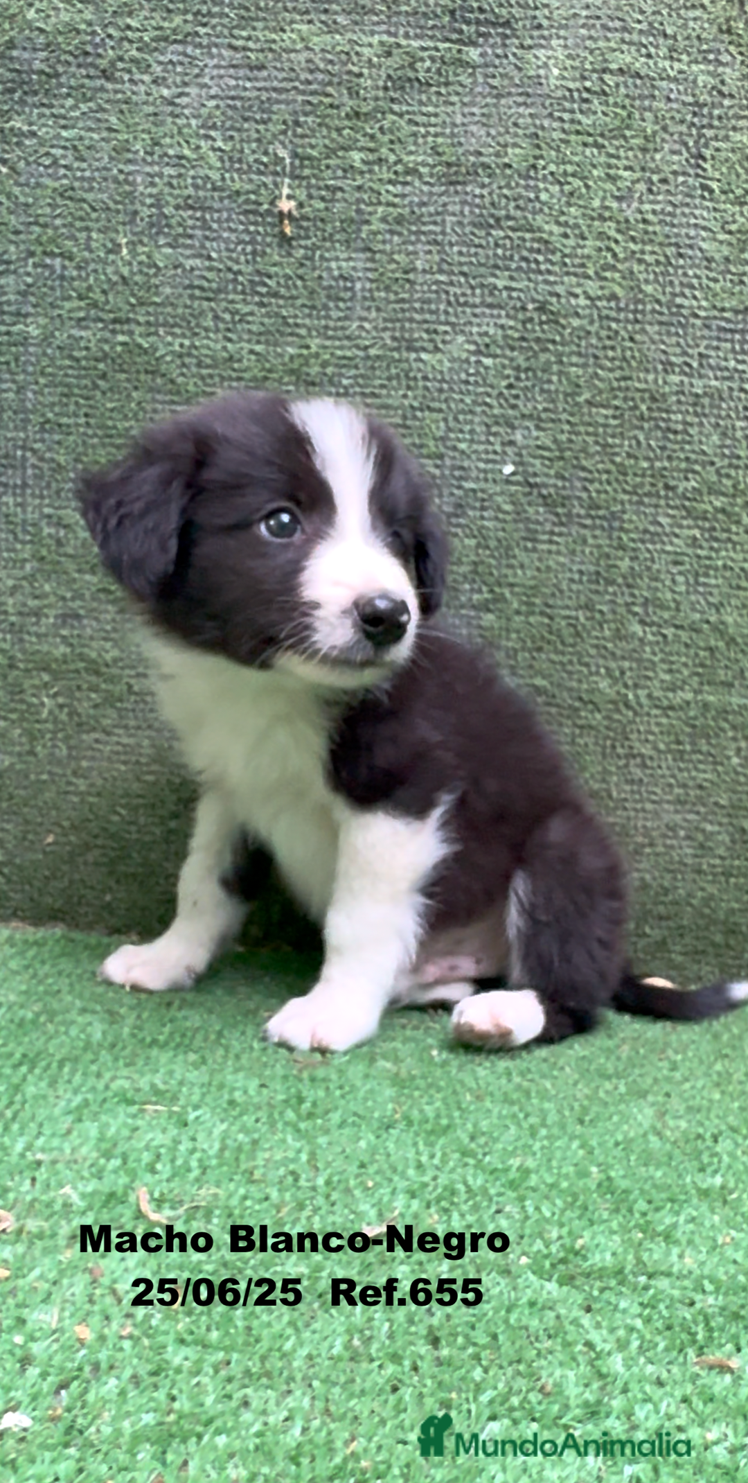 Border Collie perros en venta: BORDER COLLIE DE VILLA BIZNAGA - Imagen 6