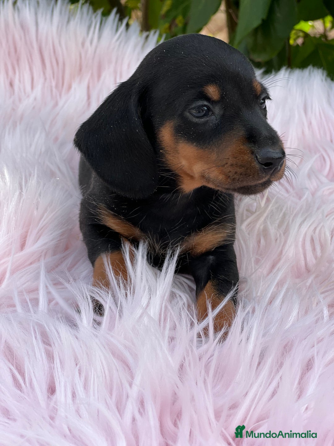 Teckel Miniatura perros en venta: Tecjel negro fuego mini  - Imagen 3