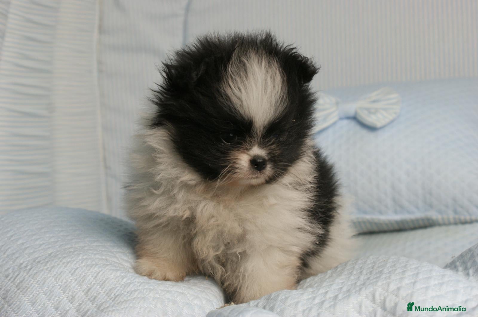 Pomerania perros CACHORROS DE POMERANIA  - Anuncio 29