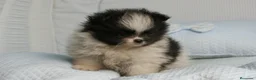 Pomerania perros en venta: CACHORROS DE POMERANIA  - Anuncio 10