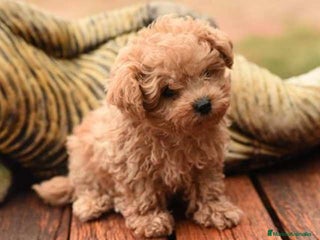 Maltipoo perros maltipoo - Anuncio 2