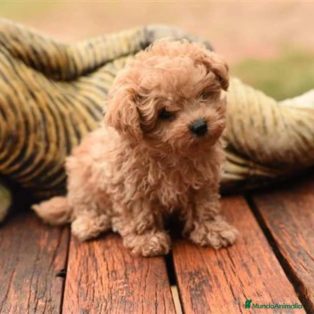 Maltipoo perros en venta: maltipoo - Anuncio 1