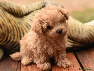 Maltipoo perros maltipoo - Anuncio 30