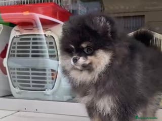 Pomerania perros Cachorros pomerania - Anuncio 2