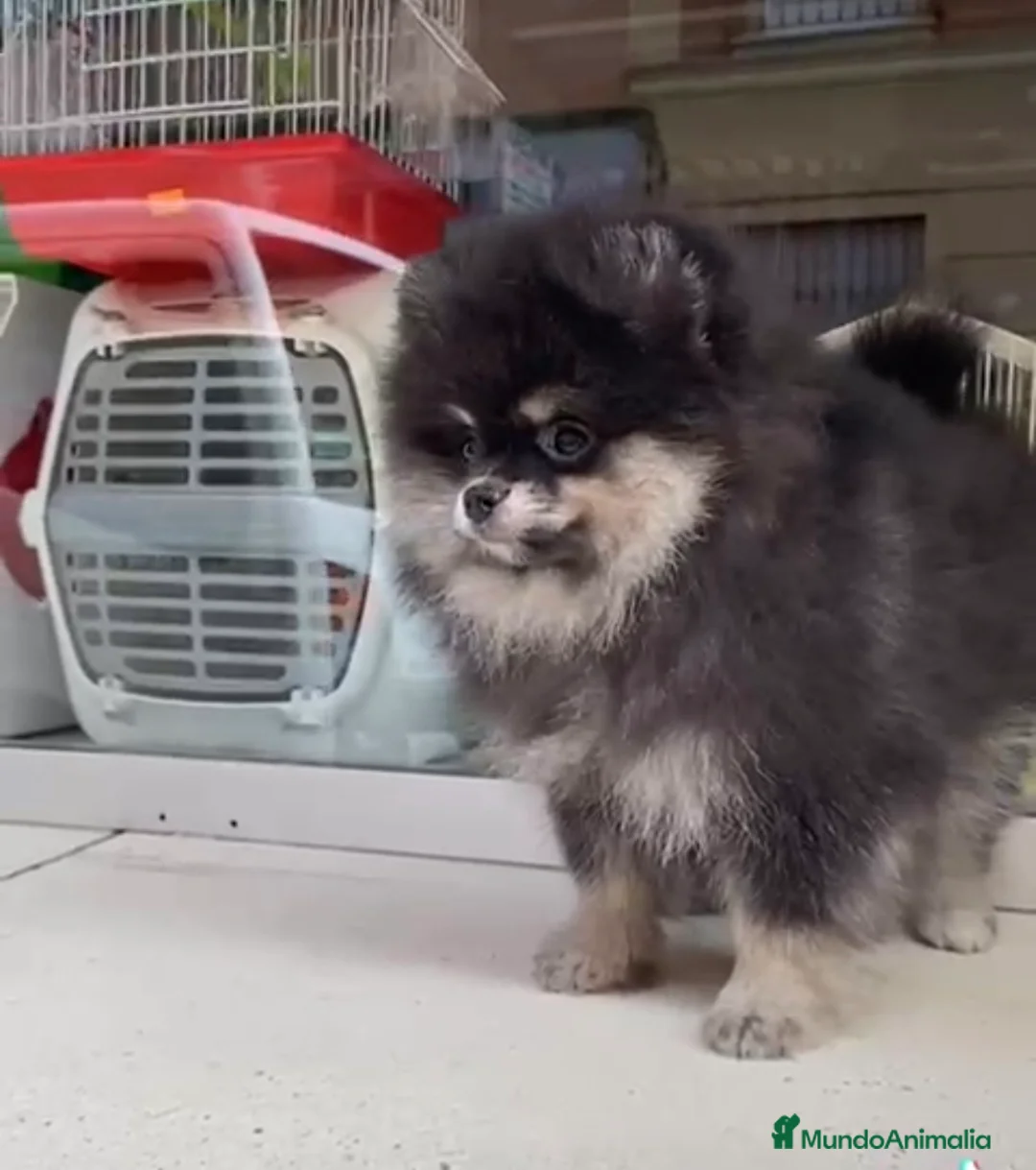 Pomerania perros en venta: Cachorros pomerania - Anuncio 2