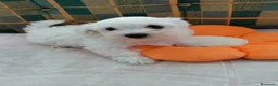 Bichón Maltés perros en venta: Bebés Bichon Maltés Machos - Anuncio 1