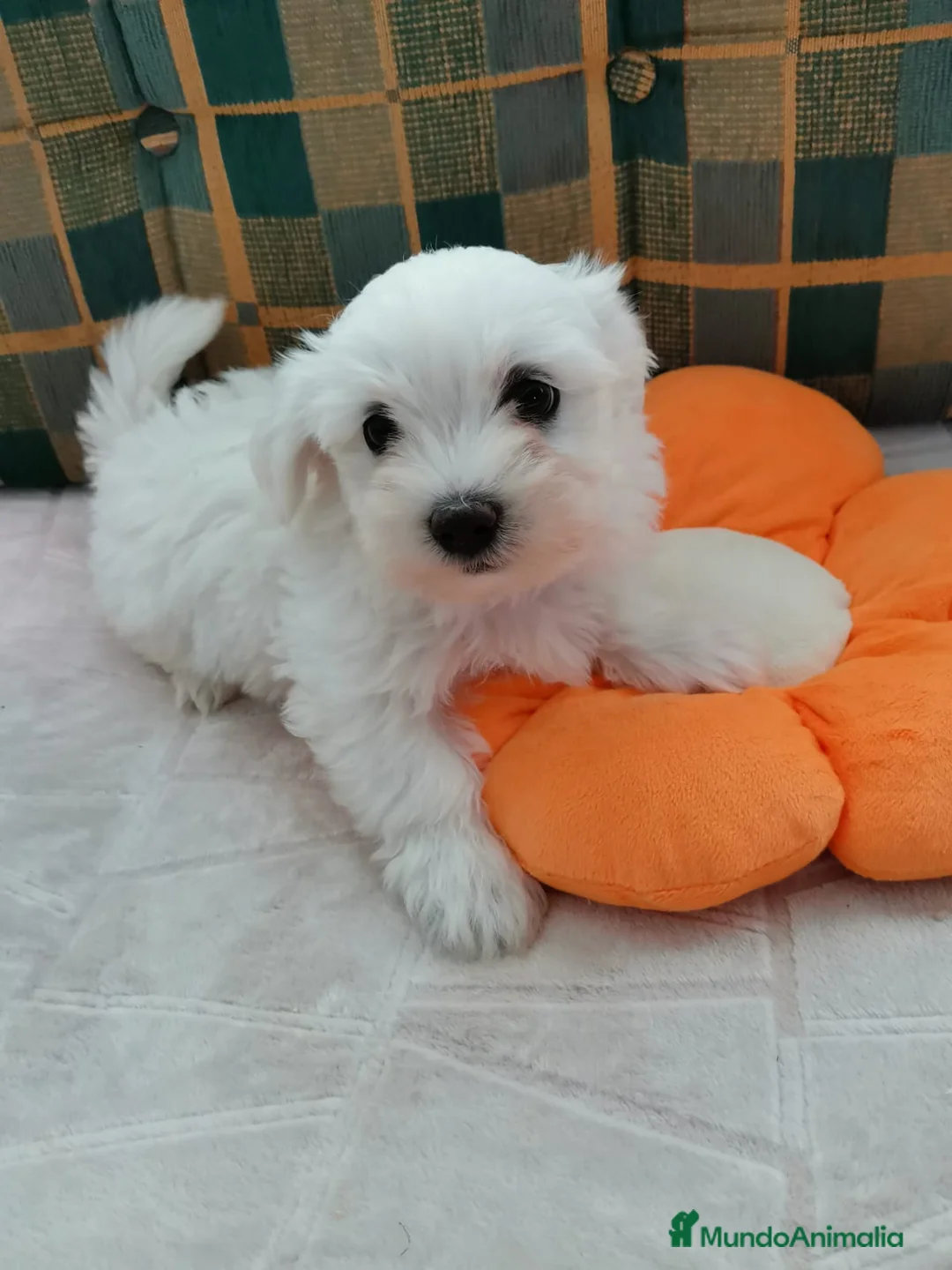 Bichón Maltés perros en venta: Bebés Bichon Maltés Machos - Anuncio 1