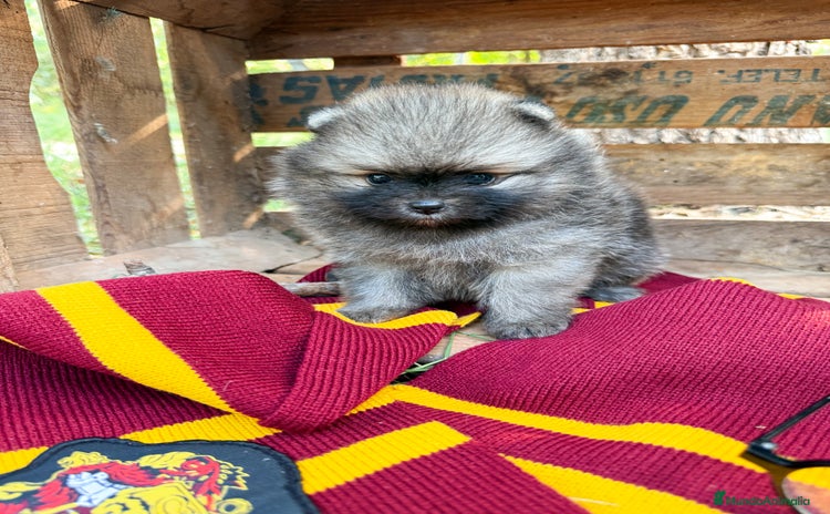 Pomerania perros - Anuncio 2