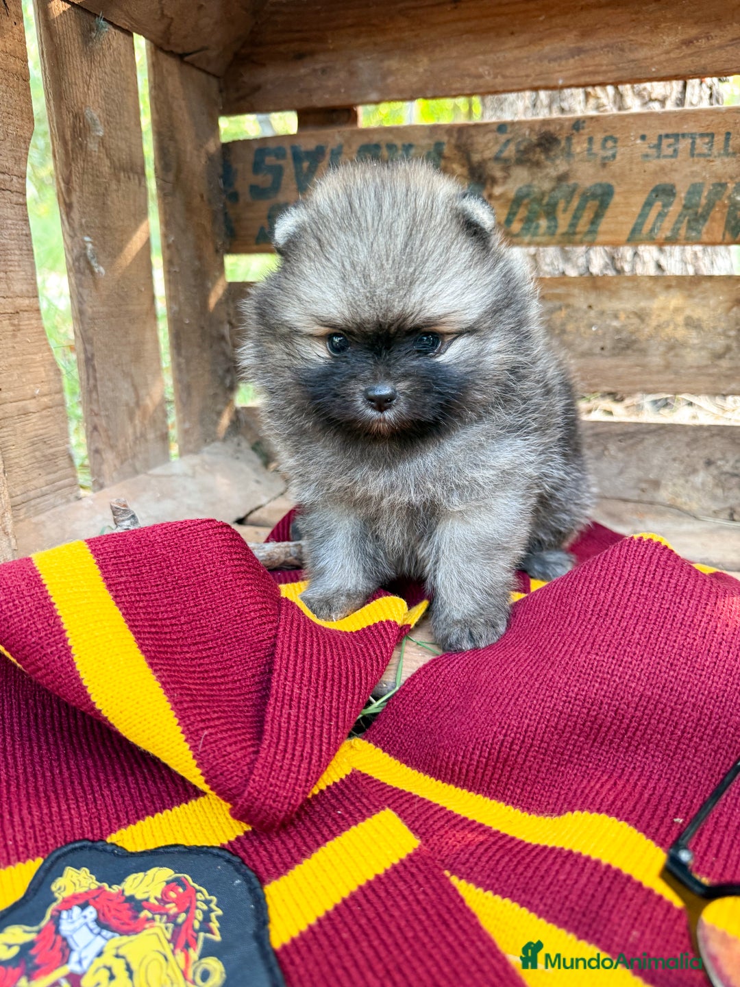 Pomerania perros en venta: Pomerania - Imagen 1