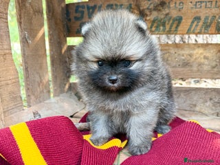 Pomerania perros - Anuncio 12