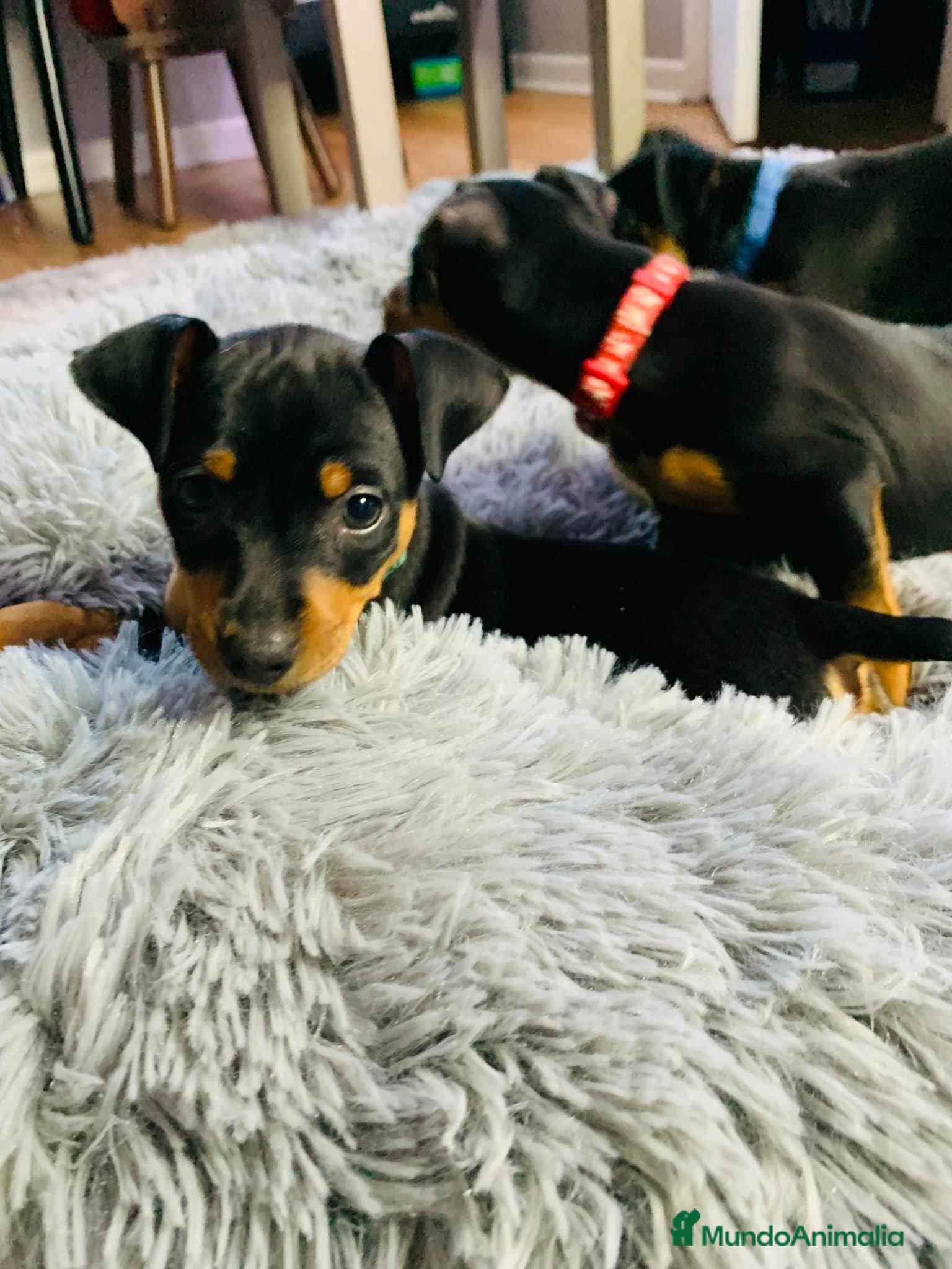 Pinscher Miniatura perros Pinscher mini socializados !!!  en Ciudad Real - Anuncio 2