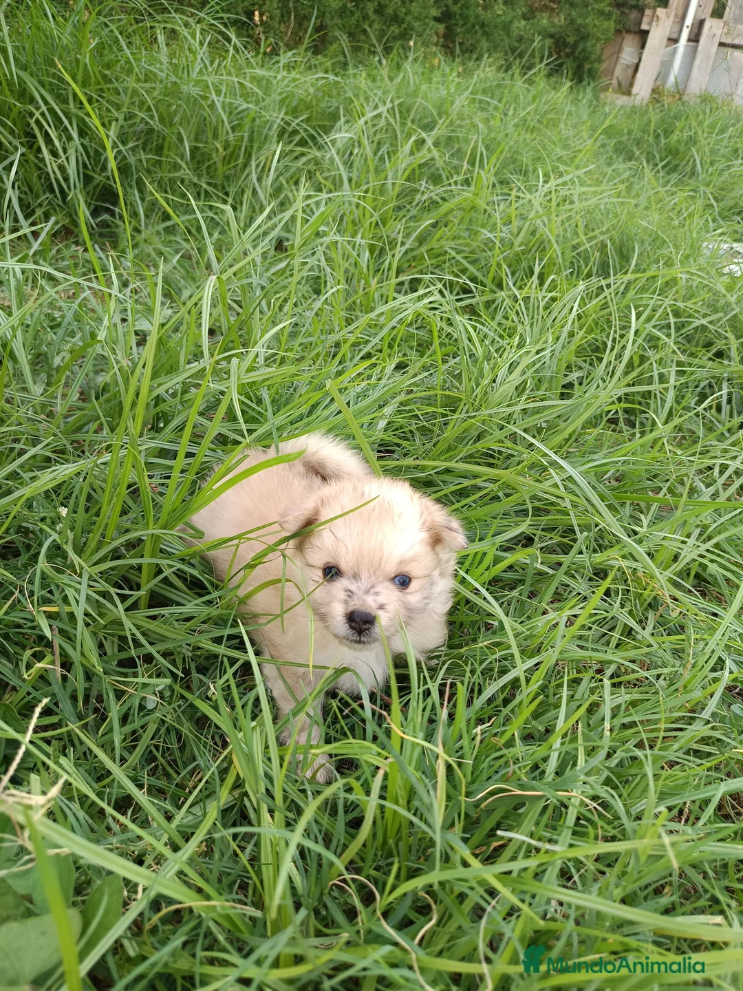 Pomerania perros en venta: Pomerania  - Anuncio 2