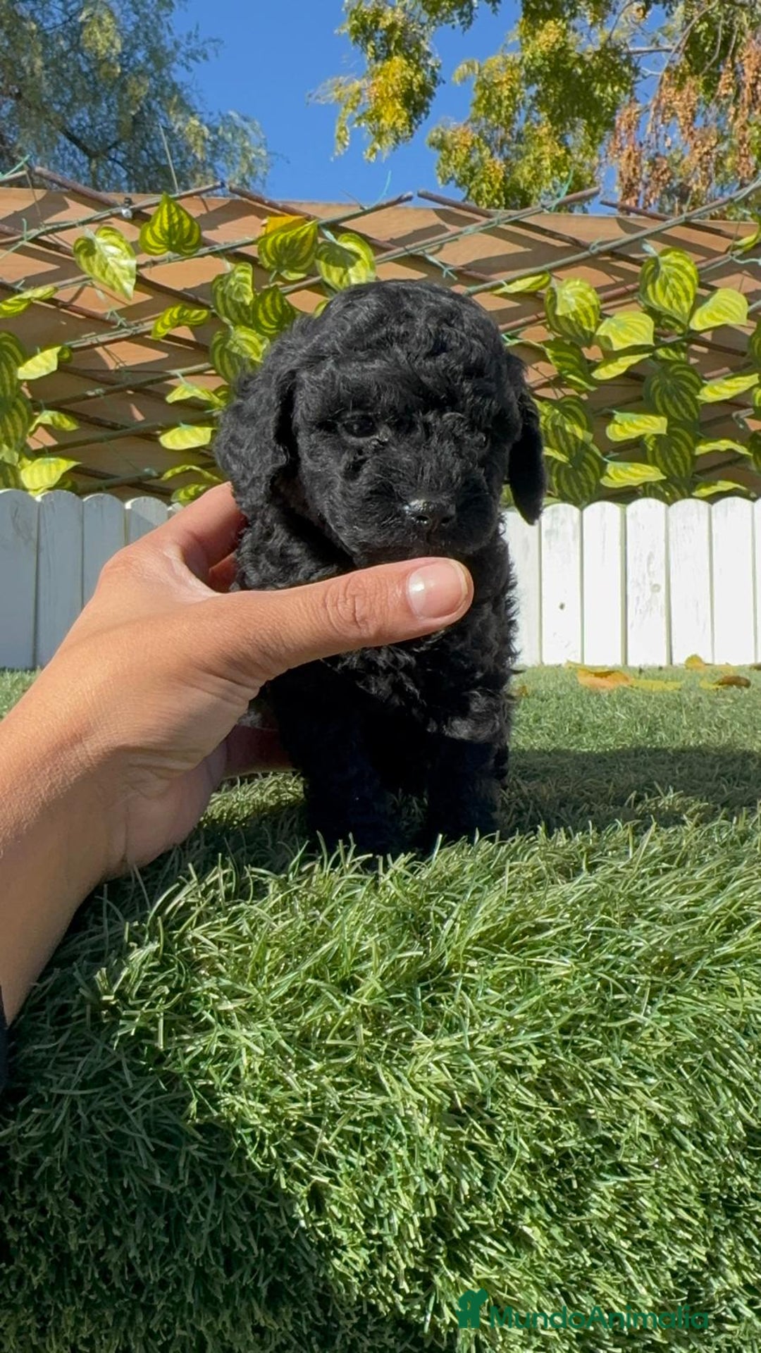 Caniche Toy perros en venta: CANICHE TOY MACHO - Anuncio 2