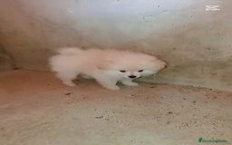Pomerania perros en venta: OFERTA MACHITO POMERANIA - Imagen 3