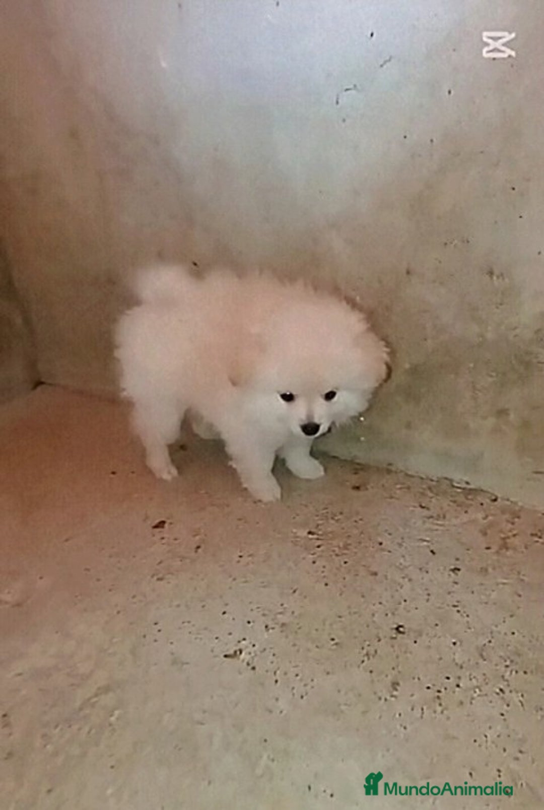 Pomerania perros en venta: OFERTA MACHITO POMERANIA - Imagen 3