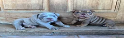 American Bully perros en venta: American Bully  en Illes Balears - Anuncio 5