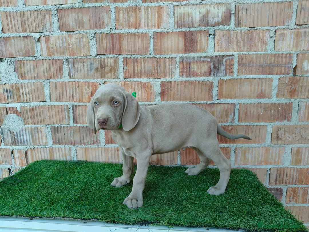 Otras razas perros en venta: Disponible bracos de weimar  - Anuncio 2