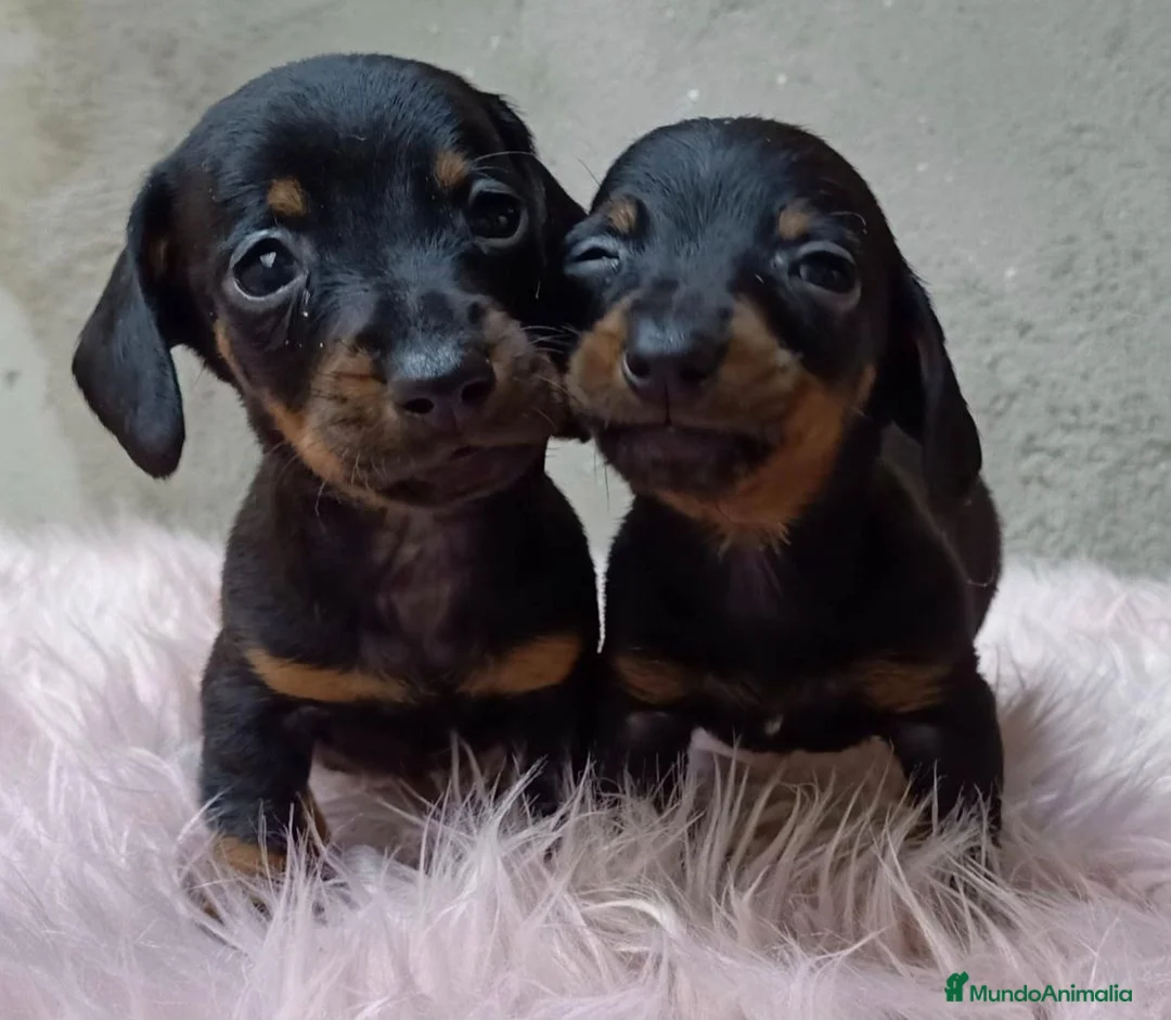 Teckel Miniatura perros en venta: Excelente camada de teckel  - Anuncio 2