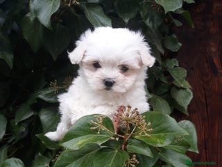 Bichón Maltés perros Camada bichón maltés - Anuncio 19