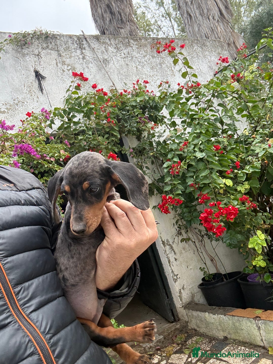 Teckel perros en venta: Teckels mini y kaninchen  - Anuncio 2