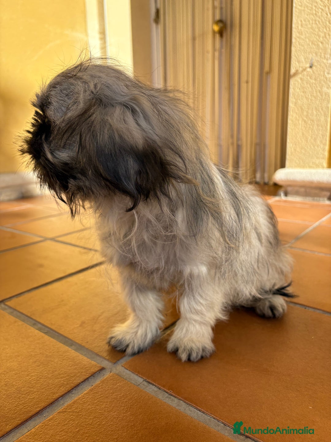 Pekinés perros en venta: Pekines imperial hembra preciosa  - Anuncio 26