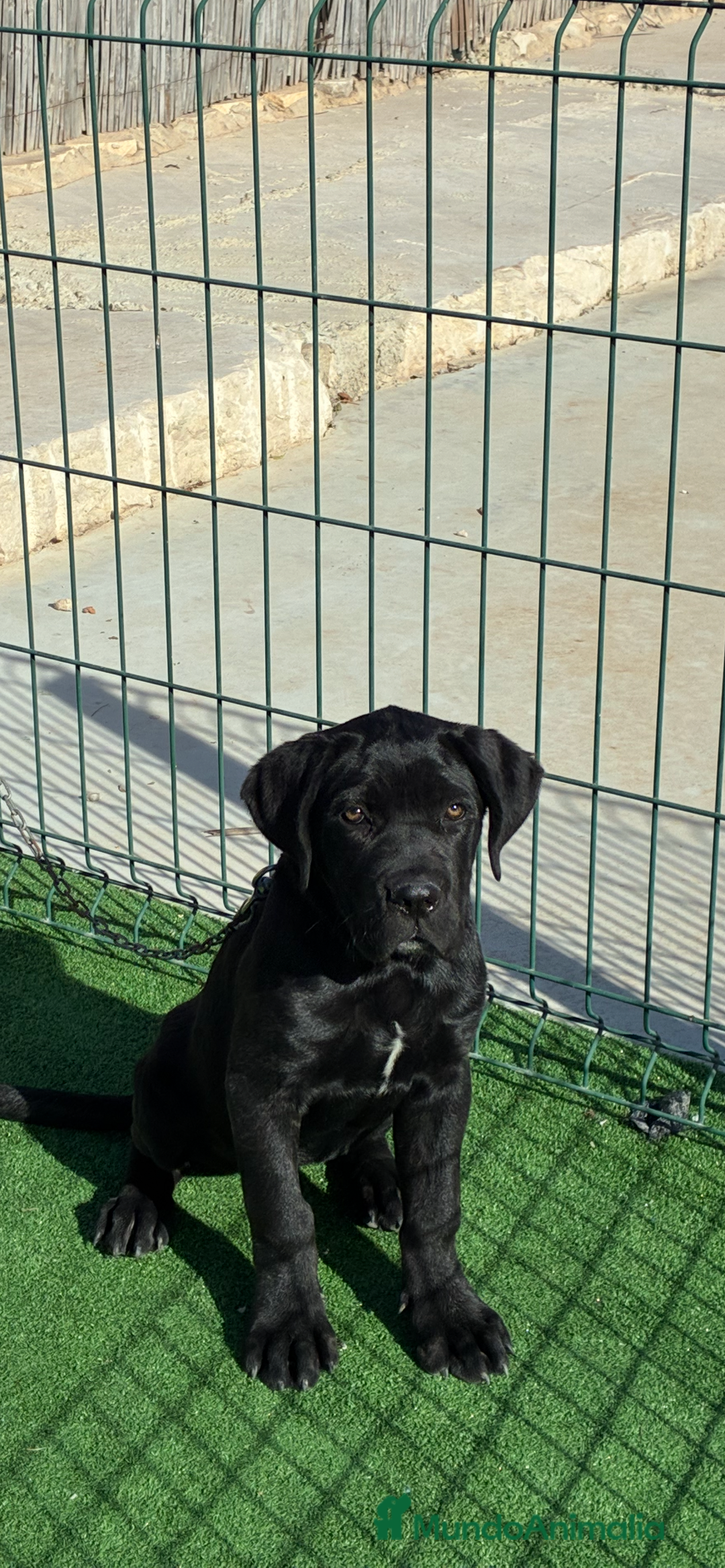 Cane Corso perros en venta: Cachorros de cane corso  - Anuncio 3