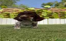 Cocker Spaniel Inglés perros en venta: COCKER SPANIEL RUANO - Imagen 7