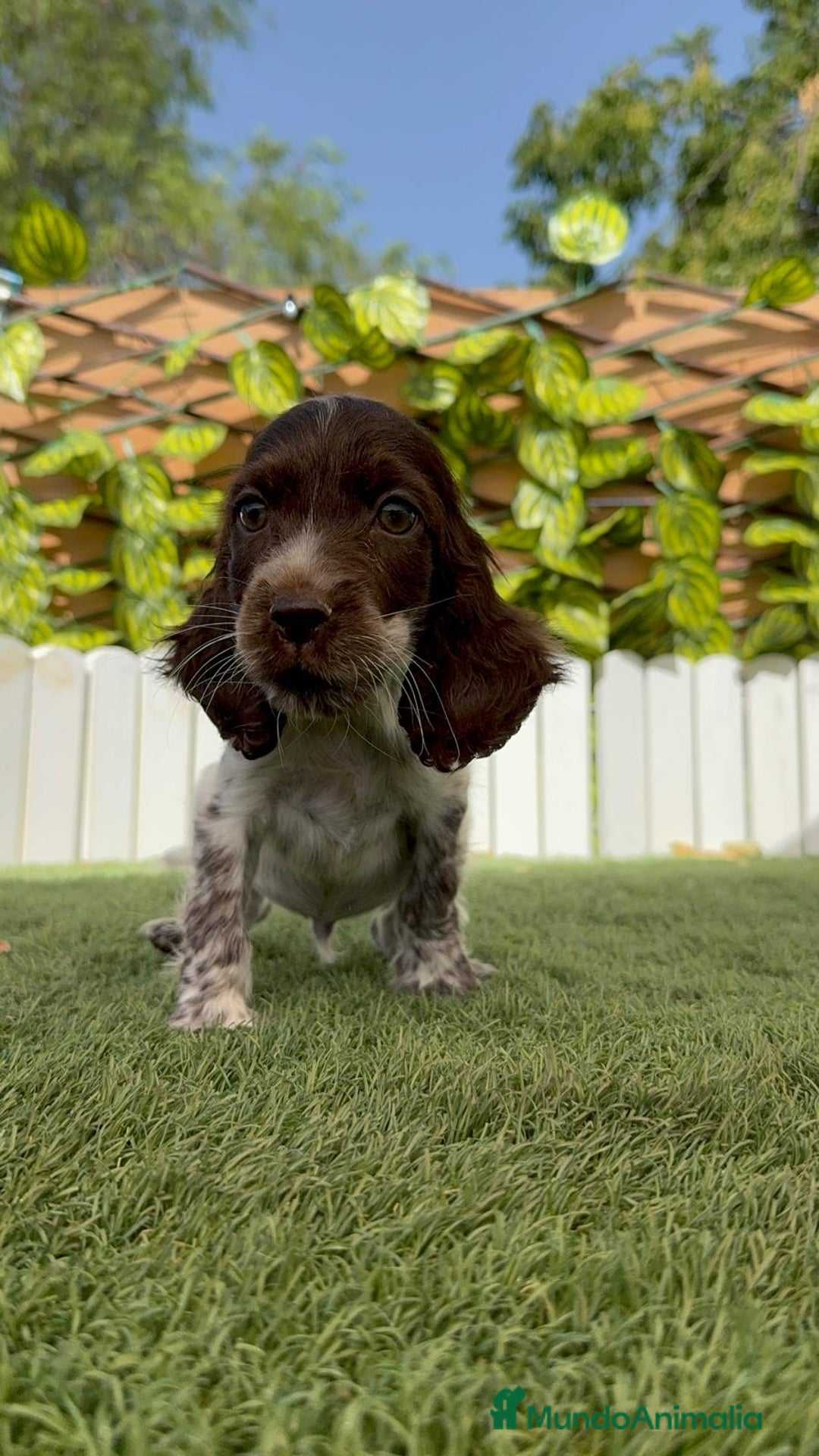 Cocker Spaniel Inglés perros en venta: COCKER SPANIEL RUANO - Imagen 7