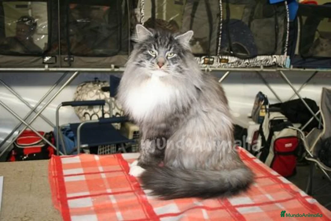 Imagen de galería {{count}}