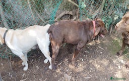 Labrador Retriever perros en venta: Cachorros de Labrador  - Anuncio 5