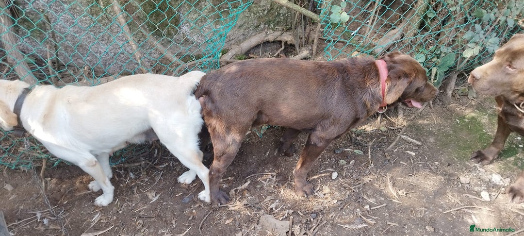 Labrador Retriever perros en venta: Cachorros de Labrador  - Anuncio 5