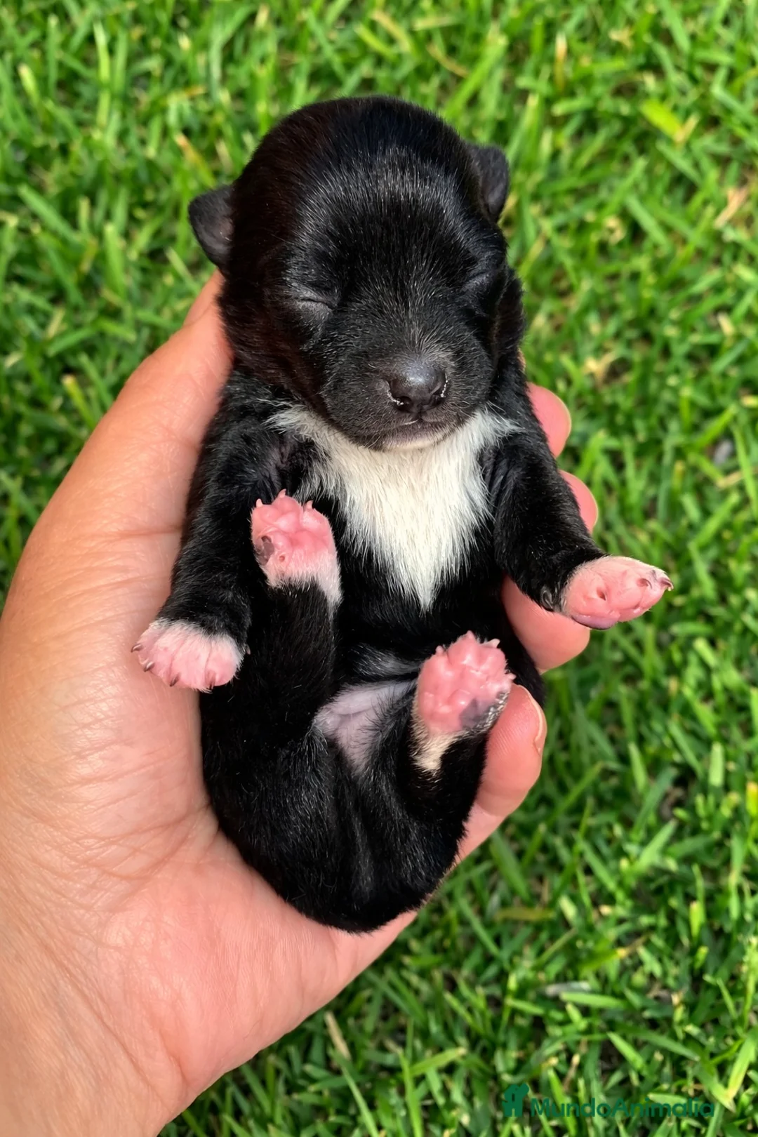 Chihuahua perros en venta: PRECIOSOS CHIHUAHUAS TOY - Anuncio 3