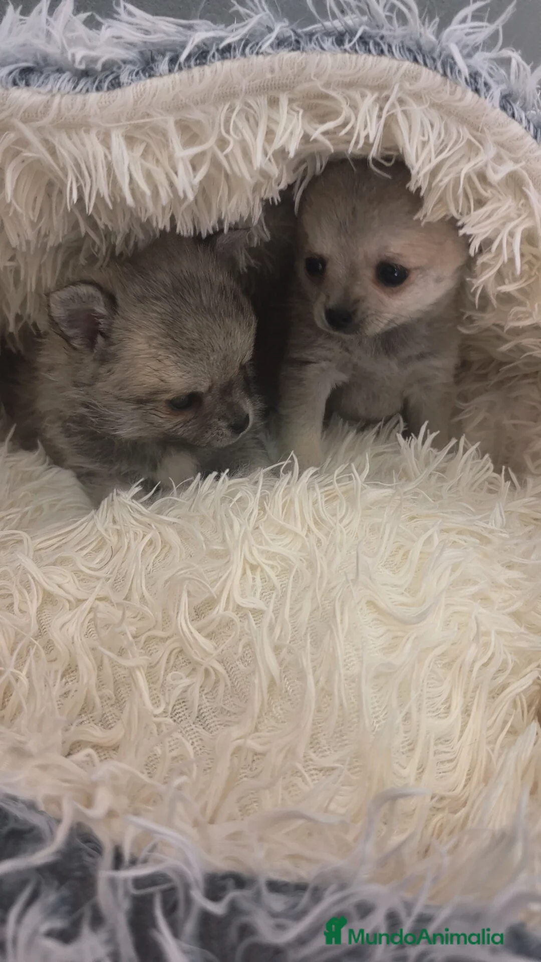 Raza Mixta perros en venta: Yorkchi (Padre yorkshire & Madre chihuahua) - Anuncio 15