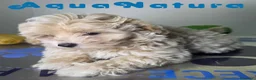 Maltipoo perros en venta: Maltipoo Hembra AQUANATURA - Anuncio 7