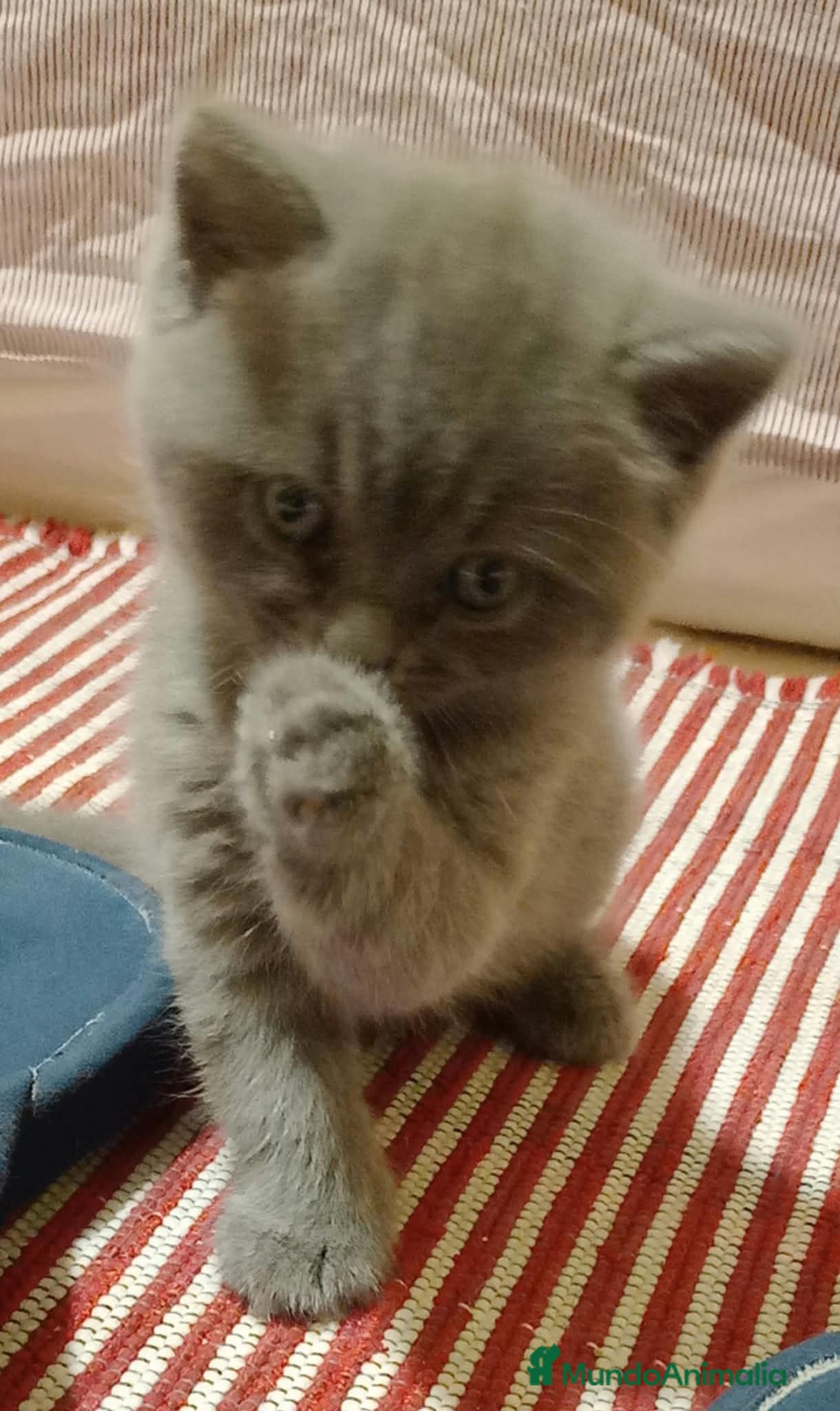 Británico de Pelo Corto Azul gatos Preciosos gatitos blues y tortugas - Anuncio 2