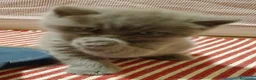 Británico de Pelo Corto Azul gatos en venta: Preciosos gatitos blues y tortugas - Anuncio 2